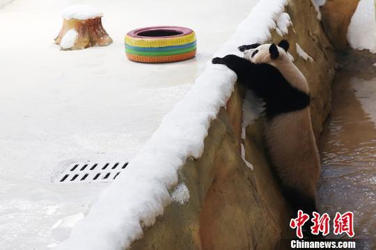 10只大熊猫同日“落户”南京 全是8月出生的“狮子座”