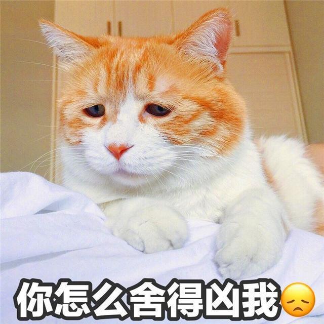 辟谣，面由心生，猫咪的性格真的与它的脸型有关