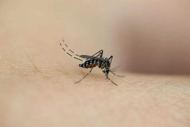 真的是因为血型原因，宝宝才总蚊子叮咬吗？看看专家是怎么说的