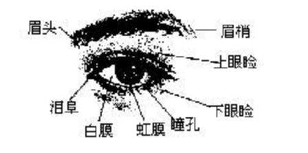 面相算命图解,面相眼睛,相眼